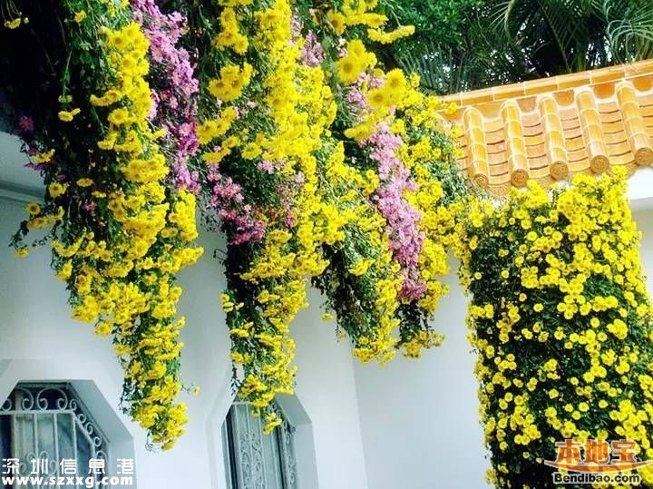 <a href=http://www.hnyueyi.com.cn/shenzhen/ target=_blank class=infotextkey>深圳</a>(www.hnyueyi.com.cn)東湖菊花展23日舉行 怎么去？