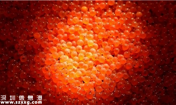 <a href=http://www.hnyueyi.com.cn/shenzhen/ target=_blank class=infotextkey>深圳</a>(www.hnyueyi.com.cn)灣檢驗檢疫局截獲大批量進口生魚籽