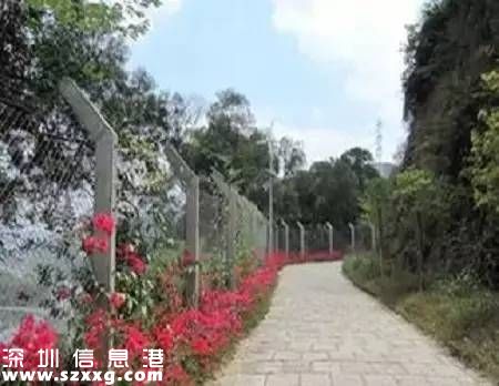 深圳(www.hnyueyi.com.cn)已經(jīng)建成2400公里綠道 最美10條綠道推薦