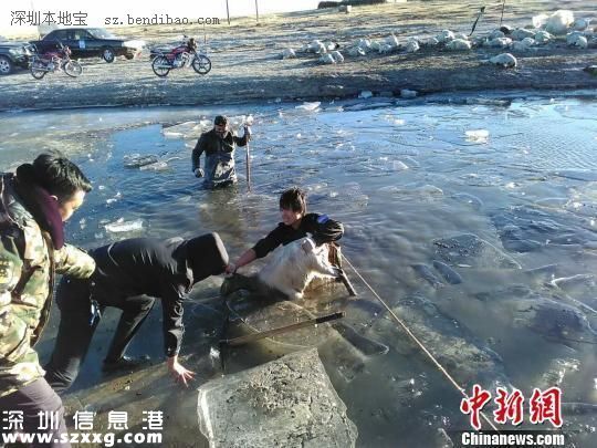 羊過(guò)河遇冰面坍塌260只羊被淹死 典型的領(lǐng)頭羊效應(yīng)