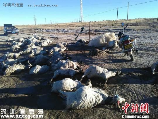 羊過(guò)河遇冰面坍塌260只羊被淹死 典型的領(lǐng)頭羊效應(yīng)