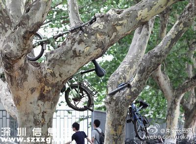 保安將車掛樹上 盤點這些上樹的自行車