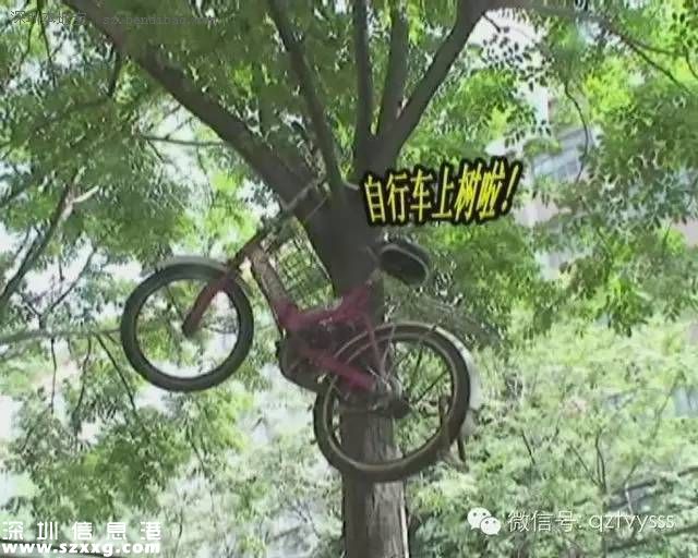 保安將車掛樹上 盤點這些上樹的自行車