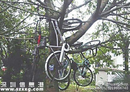 保安將車掛樹上 盤點這些上樹的自行車