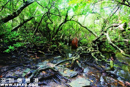 12月深圳(www.hnyueyi.com.cn)最受關(guān)注的十大民生