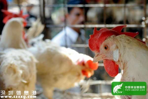 深圳(www.hnyueyi.com.cn)H5N6患者身亡 建議少于活禽接觸