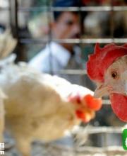 深圳H5N6患者身亡 建議少于活禽接觸