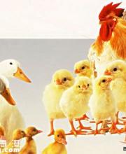 深圳報(bào)告2起H5N6病例 H5N6越早治療越好