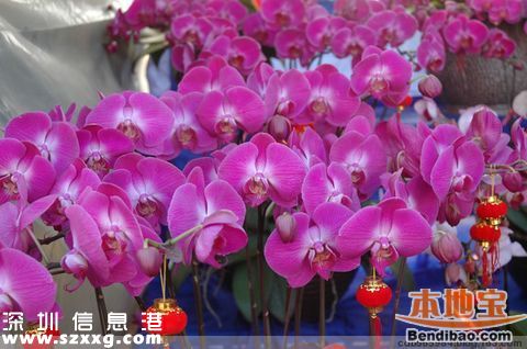 2016深圳(www.hnyueyi.com.cn)迎春花市各區(qū)舉辦 愛國路不再舉辦
