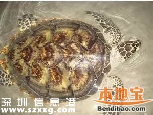 <a href=http://www.hnyueyi.com.cn/shenzhen/ target=_blank class=infotextkey>深圳</a>(www.hnyueyi.com.cn)海關(guān)查獲玳瑁甲12公斤 藏于嬰兒紙尿片中