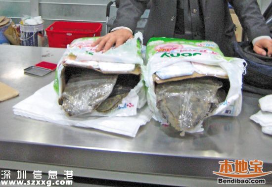 深圳(www.hnyueyi.com.cn)海關(guān)查獲玳瑁甲12公斤 藏于嬰兒紙尿片中