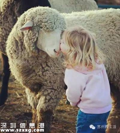 避屬羊致出生減少 為什么說(shuō)屬羊的命不好？