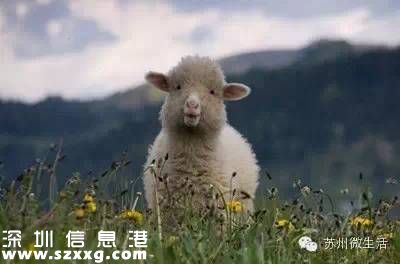 避屬羊致出生減少 為什么說(shuō)屬羊的命不好？