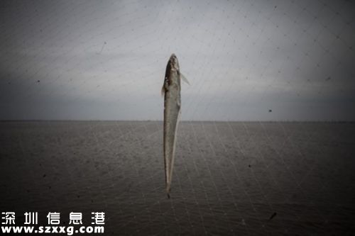 刀魚明年起或禁捕  因