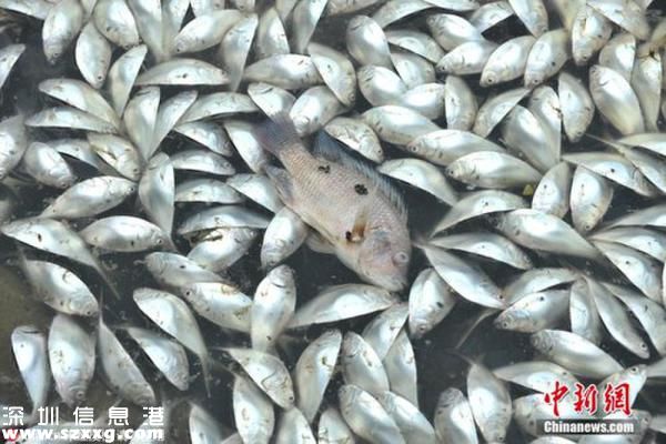 紅城湖現(xiàn)大量死魚