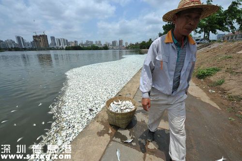 紅城湖現(xiàn)大量死魚(yú)