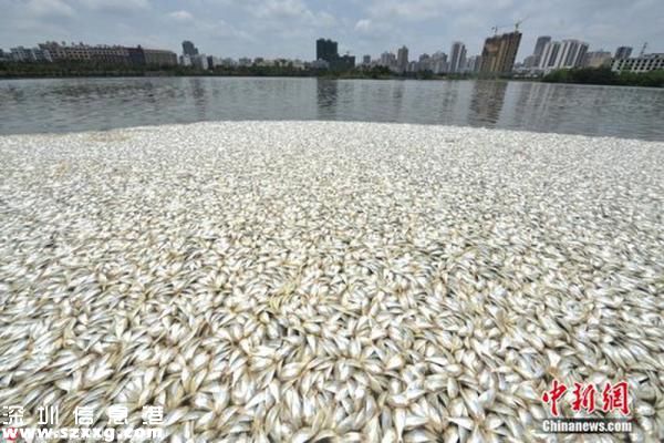 紅城湖現(xiàn)大量死魚