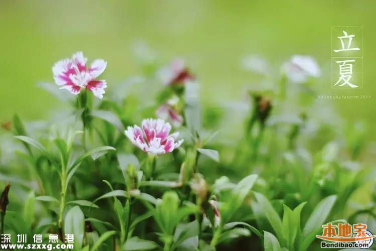 立夏如何養(yǎng)生 立夏養(yǎng)生從哪些方面？