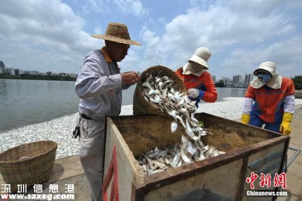 紅城湖現(xiàn)大量死魚