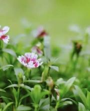 立夏如何養(yǎng)生 立夏養(yǎng)生從哪些方面？
