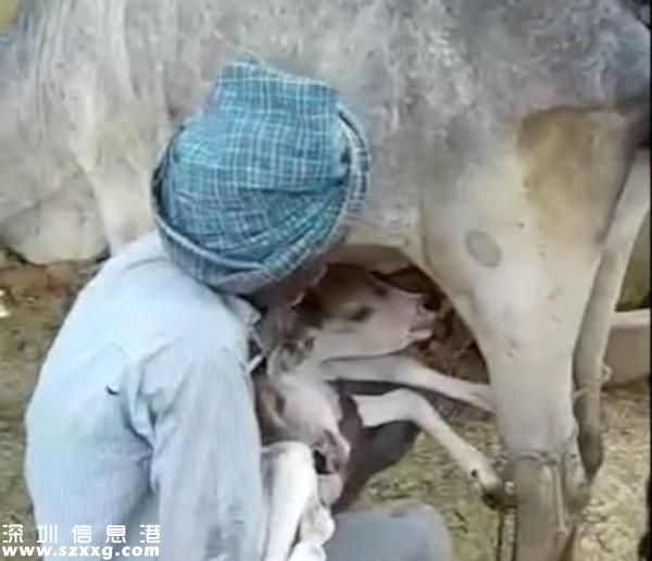 稀奇！印度母牛產(chǎn)下雙頭“神牛”