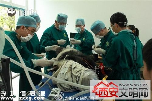 雅安大熊貓死亡全身傷痕累累 呼吁調(diào)查真相并出臺相關(guān)保護措施