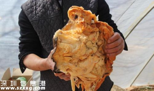農(nóng)民賣太歲賺百萬