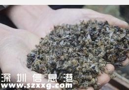 十萬蜜蜂一夜暴斃