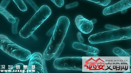 美國發(fā)現(xiàn)無敵細(xì)菌無藥可治 若擴(kuò)散人類或?qū)⒃馐軠珥斨疄?zāi)
