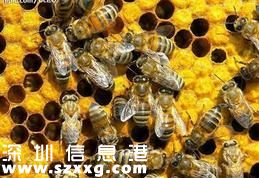 十萬蜜蜂一夜暴斃