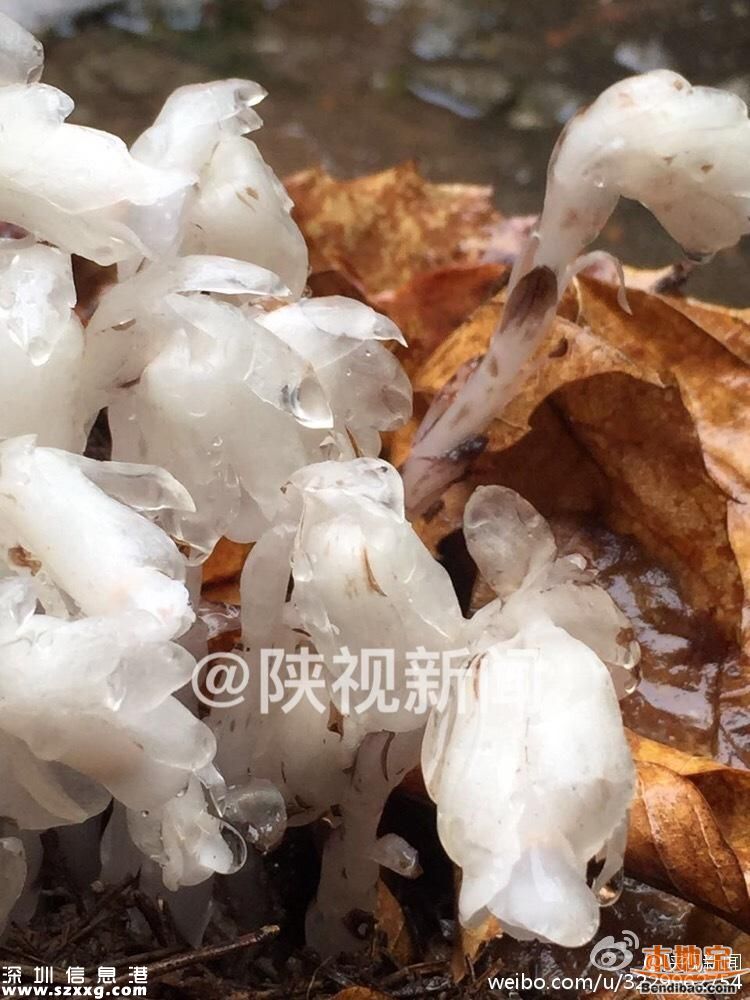 陜西發(fā)現(xiàn)死亡之花 水晶蘭的傳說(shuō)+花語(yǔ)