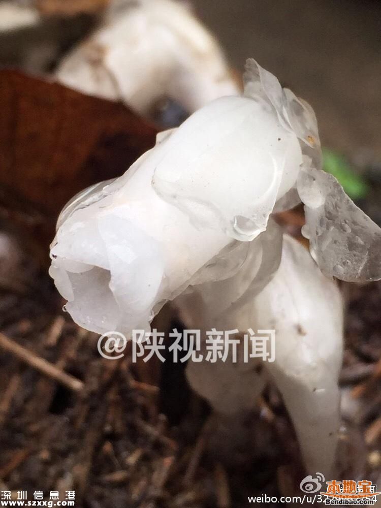 陜西發(fā)現(xiàn)死亡之花 水晶蘭的傳說(shuō)+花語(yǔ)