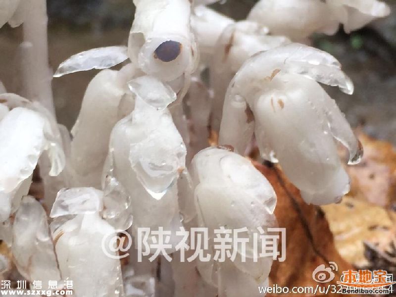 陜西發(fā)現(xiàn)死亡之花 水晶蘭的傳說(shuō)+花語(yǔ)