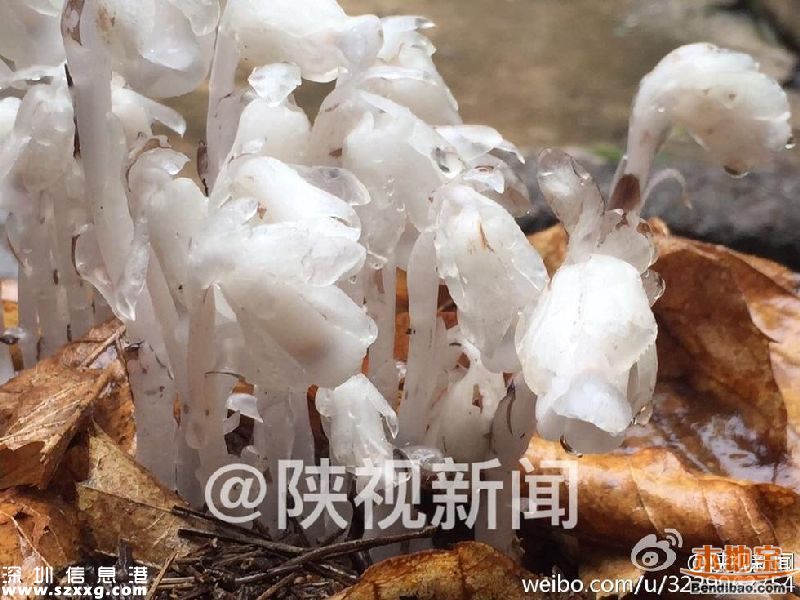 陜西發(fā)現(xiàn)死亡之花 水晶蘭的傳說(shuō)+花語(yǔ)