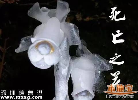 陜西發(fā)現(xiàn)死亡之花 水晶蘭的傳說(shuō)+花語(yǔ)