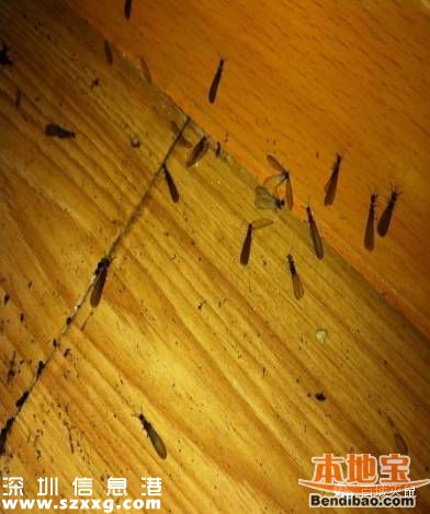 深圳白蟻高峰期 白蟻有什么危害？應(yīng)如何滅蟻？