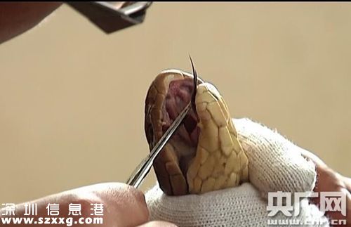 眼鏡王蛇。