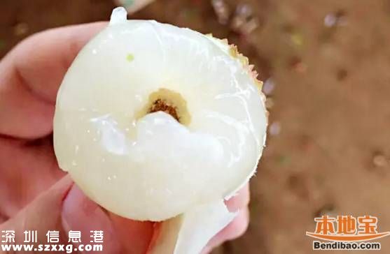 今年深圳荔枝貴嗎？何時(shí)上市？摘荔枝去哪？