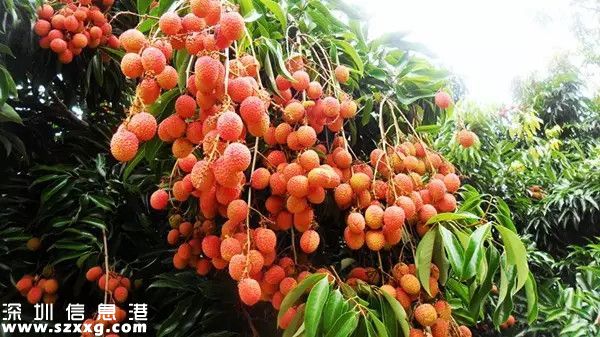 今年深圳荔枝貴嗎？何時上市？摘荔枝去哪？