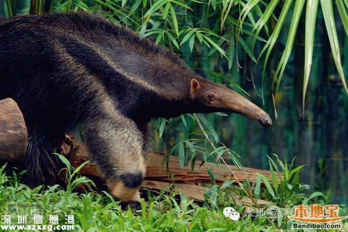 深圳燒烤模式來(lái)襲 周末父親節(jié)去哪避暑？