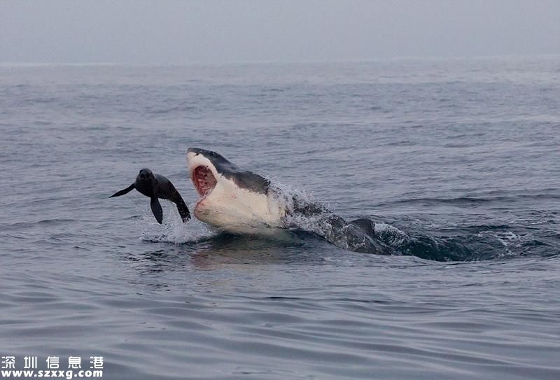 海豹鯊口逃生瞬間 險逃多次且被鯊魚窮追5分鐘過程太刺激了