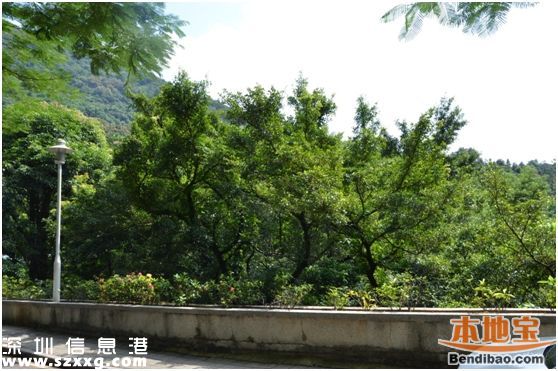 仙湖植物園門票能不能取消？