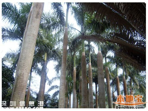 仙湖植物園門票能不能取消？