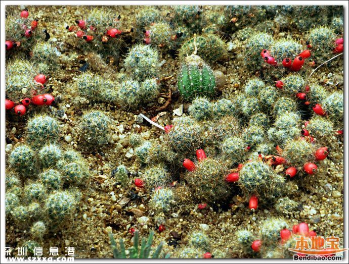 仙湖植物園門票能不能取消？