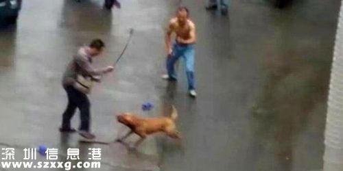 發(fā)情比特犬當(dāng)街撕咬領(lǐng)養(yǎng)主人