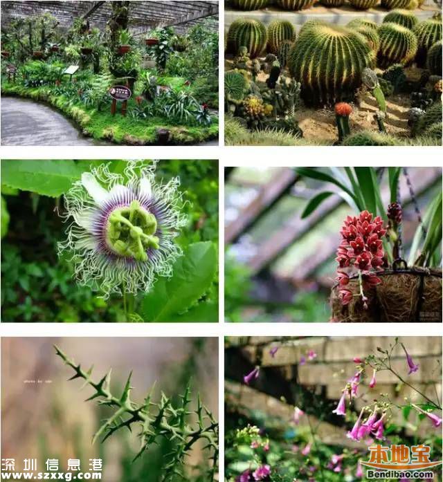 仙湖植物園門(mén)票下調(diào)至15元 免費(fèi)時(shí)段不變