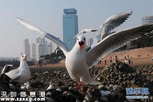紅嘴鷗