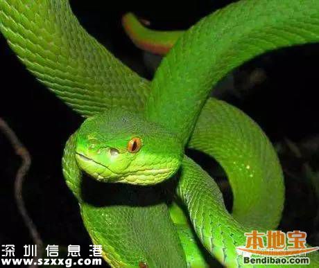 十大劇毒蛇現(xiàn)深圳 市長批示要求全市排查