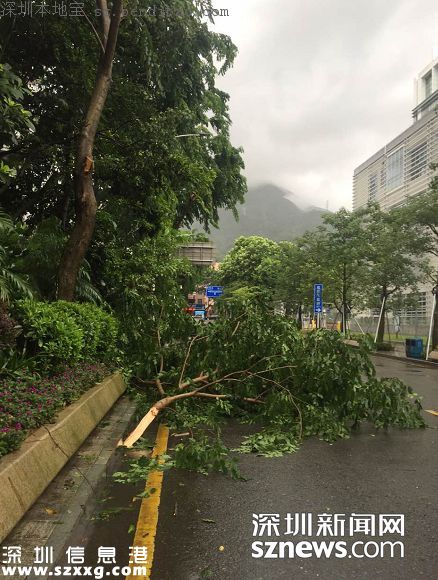妮妲臺風(fēng)給深圳留下了什么？1313棵樹被摧毀