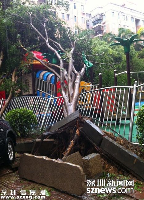 妮妲臺風(fēng)給深圳留下了什么？1313棵樹被摧毀